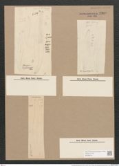 Pleurosigma hippocampus (Ehr.) W.Sm. (de-Toni-Nr.: Genus 13, Species 1056) Zeichnungen Sammlung Grunow Nr. 1900 (NHMW-BOT-W0369019)